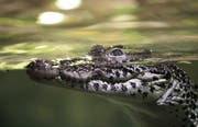 Paarungszeit und Balzverhalten setzen bei den Reptilien in freier Wildbahn durch Vibrationen des Bodens ein. (Bild: MARTIN OESER (AP dapd))