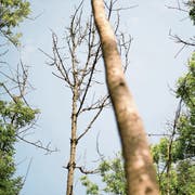 Die Blätter der Eschen welken, Äste brechen ab und die Kronen der Bäume lichten sich. (Bild: Archiv/Urs Judas)