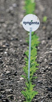 Ein Feld mit jungen Pflanzen: Die Basler Syngenta ist in Pflanzenschutz und Saatgut aktiv. (Bild: Patrick B. Krämer/KEY (Baltenswil, 4. Mai 2014))