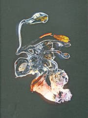 Als würden die vertrockneten und gepressten Blüten zu neuem Leben erwachen. (Bild: Lorenz Olivier Schmid)