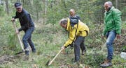 Regierungsrat Bruno Damann (mit gelber Jacke) pflanzt einen Baum. Martin Schwald von der Helvetia-Versicherung, Ernst Bohl, Präsident der Dürrenbachkorporation in Stein, und Kantonsoberförster August Ammann (von links) schauen zu. (Bild: Sabine Schmid)