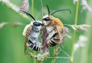 «Biene Majas wilde Schwestern»: Der Film wird am Sonntag am Natur- und Tierfilmfestivals im Naturmuseum gezeigt. (Bild: PD)