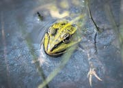 Naturschutzgebiet Espen: Reich auch an spannenden Amphibien. (Bild: Urs Bucher (Urs Bucher))