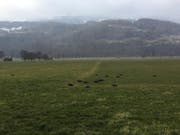 Einige der Reifen wurden ins umliegende Wiesland gerollt. (Bild: Kapo SG)