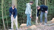 Der Revierförster (rechts) prüft einen Setzling. (Bild: Laura Widmer)
