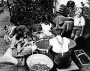 Beim Bohnenspitzeln für die Konservenfabriken packten auch die Kinder mit an; das Bild entstand in den 1940er-Jahren. (Bild: Heribert Hutter, Gemeindemuseum Rothus, Oberriet)