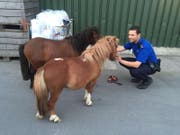 Der Polizist konnte schliesslich das Vertrauen der kleinen Ponys gewinnen. (Bild: Kapo SG)