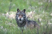 Ein Wolf, fotografiert im Mai 2013 im Goms. Auch der Wolf im Raum St. Gallen ist aus dem Wallis eingewandert. (Bild: ky/Marco Schmidt)