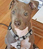 Im Internet läuft eine fieberhafte Suche nach dem jungen American Staffordshire Terrier namens Jackson. (Bild: Screenshot Facebook)