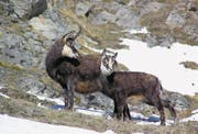Ein Bild, das man dieses Jahr nur wenig zu sehen bekommt: eine Gams mit ihrem Kitz. (Bild: Urs Büchler/PD)