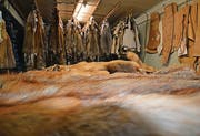Die Felle eines Jägers liegen bereit, um eine Decke nach seinen Wünschen zu nähen.
