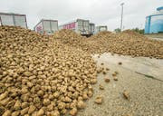 Zwischen Oberriet und Rorschach werden keine Zuckerrüben mehr angebaut. Für die Rheintaler Landwirte kommt der Preiskampf des Schweizer Bauernverbandes ein paar Jahre zu spät. (Bild: Archiv/ Reto Martin)