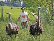 Stefan Krapf vom Känguruhof mit zwei Straussen. (Bild: Tim Wirth)