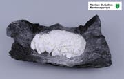 Bei der Kontrolle eines Reisebusses entdeckte das Grenzwachtkorps rund 50 Gramm Kokain bei einem 39-jährigen Mexikaner. (Bild: Kapo SG)