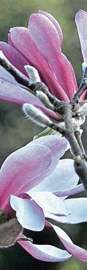 «Blume des nächtlichen Beisammenseins». (Bild: Urs Stieger)