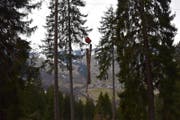 In diesem Waldstück ist der Forstwart tödlich verunglückt. (Bild: Kantonspolizei Graubünden)