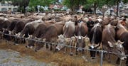 Kühe, wohin das Auge reicht. 383 waren es gestern an der Viehschau in Herisau. (Bilder: Gianni Amstutz)