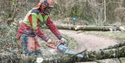 Rund 1000 Bäume müssen in Schaan in den kommenden Wochen gefällt werden. (Bild: Daniel Schwendener)
