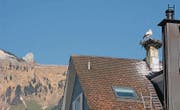 In Salez brütet der Storch mitten im Dorf, was in Anbetracht der Aussicht kein Wunder ist. (Bilder: pd)