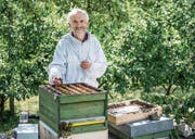 Imker Richard Rossa demonstriert, wie friedlich sich die Bienen nach einer Wärmebehandlung verhalten. (Bild: Thi My Lien Nguyen)