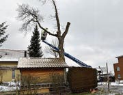 Arbeiter schneiden den prächtigen Nussbaum in Schocherswil zurück.