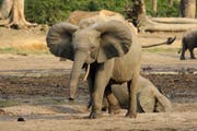 Forest elephants displaying rounded ears in Dzanga Bai, CAR (Bild: WWF Schweiz)