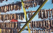 Der Skrei hängt zum Trocknen an der Stange. Wegen ihres immensen Kabeljau-Reichtums hiessen die Lofoten früher Stockfischarchipel.