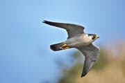 Der Wanderfalke ist selten, obwohl er der weit verbreitetste Vogel der Welt. (Bild: Fotolia)
