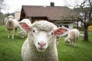 Sieben Schafe wurden durch die Fehlschüsse getötet. (Bild: Urs Bucher)