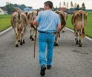 Das Edelweiss-Hemd muss bei der Viehschau der Gemeinde Sennwald in Zukunft zu Hause bleiben. (Bild: Coralie Wenger)