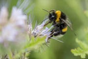 Sonne und mildere Tagestemperaturen locken bereits die ersten Hummel-Königinnen aus dem Boden. (Bild: SILAS STEIN (DPA))