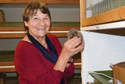 Monica Montoli-Bachmann mag Igel und wird wütend, wenn sie sieht, dass die Tiere schlecht behandelt werden. (Bild: Philipp Schwarz)