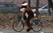 Ein Velofahrer im Osterhasenkostüm: An Ostern wird es kalt und nass. (Bild: Keystone)