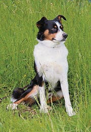 Appenzeller-Rüde Bär.