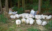Indem er die Hühner in Kartonschachteln verpackte und in einen Wald fuhr, wollte der Hanfzüchter die Tiere loswerden. (Bild: Mario Testa)