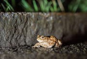 Die Erdkröte gehört zu den häufigsten Amphibienarten in Europa. (Bild: Hanspeter Schiess)