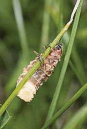 Ein Weibchen bringt sich am Tag in die richtige Position, .... (Bild: Fotolia/pd)