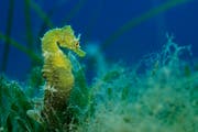 Short snouted seahorse, Malta (Bild: WWF Schweiz)