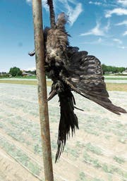Eine tote Krähe auf dem Feld schreckt ihre Artgenossen ab. (Bild: Susann Basler)
