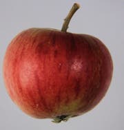 Der Apfel heisst wegen der erdbeerähnlichen Farbe "Beeriapfel". (Bild: PD)