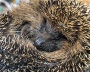 Tiere im Winterschlaf - so beispielsweise Igel - sollte man in Ruhe lassen. Werden sie gestört, können sie sogar sterben. (Bild: PATRICK PLEUL (DPA dpa-Zentralbild))