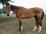 Skandal 2012: Das Veterinäramt des Kantons St. Gallen beschlagnahmte 22 verelendete Pferde einer Halterin in Andwil. (Bild: PD (Andwil, 4.9.2012))