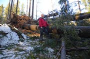 Revierförster Martin Lieberherr verschafft sich im Wald einen Überblick über den entstandenen Schaden. (Bild: Corinne Hanselmann)