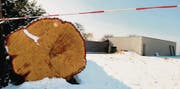 Mit Bleistift wurden auf dem Baumstamm die Jahrringe eingezeichnet. Das Resultat: Die Eiche war 98 Jahre alt. (Bild: Nana do Carmo)