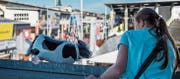 An der Olma gibt es Kühe als Luftballons, auf Ledergürteln und solche zum Anfassen. (Bilder: Jil Lohse)