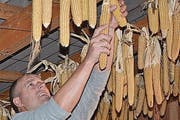Die getrockneten Türggä wurden am Dachgiebel abgenommen.