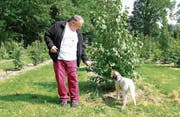 Trüffelsammler Matthias Steudler mit Hund Sam bei der Arbeit. (Bild: Manuela Olgiati)