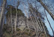 Die Feinde der Burg Frischenberg – Efeu und Bäume – gewinnen Überhand und werden darum zurückgeschnitten. (Bild: Werner Heeb)