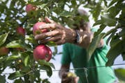 Jeder dritte Tafelapfel in der Schweiz stammt aus dem Kanton Thurgau. In diesem Jahr kommt nur rund die Hälfe einer Normalernte zusammen. Die Qualität ist aber sehr gut. (Bild: KEYSTONE)