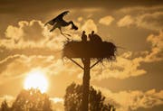 Storchenfamilie beim Abendmahl (Bild: Christof Sonderegger)
